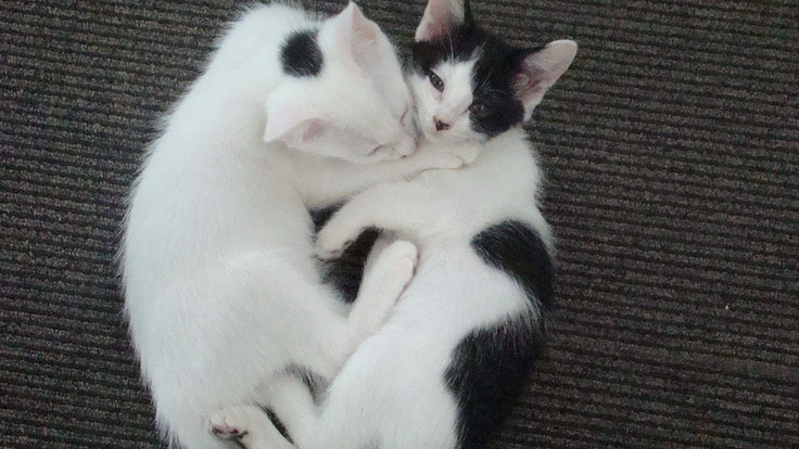 老朽化した猫カフェの修繕と保護猫活動継続の支援を