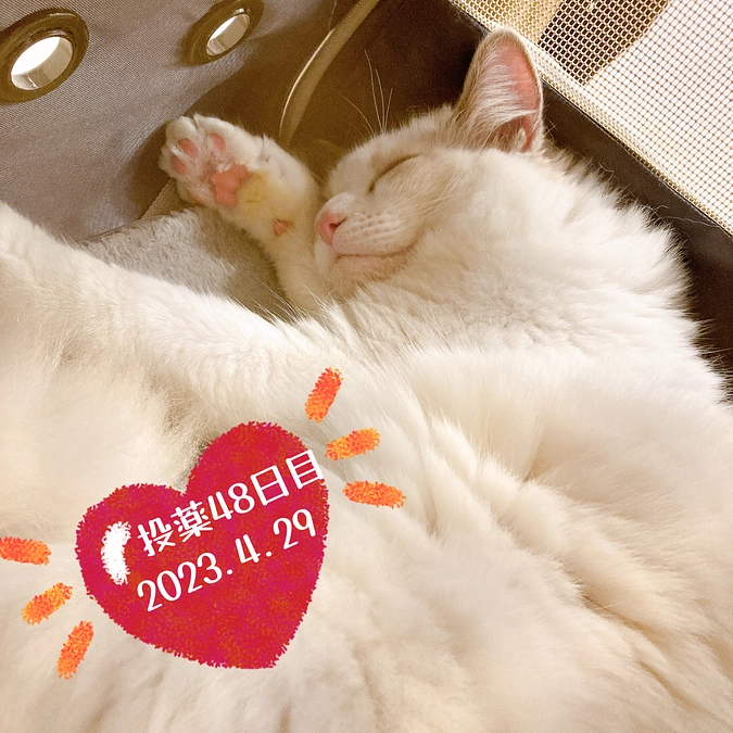 ☆投薬４８日目(2023.4.29)&ご支援のお知らせ