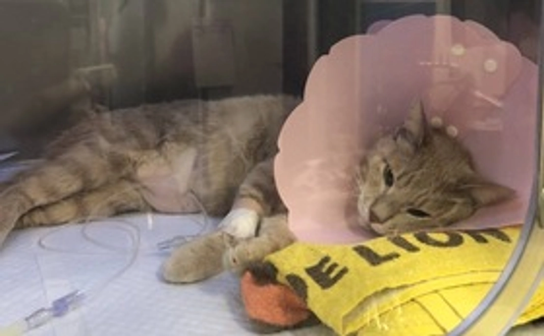 【全額支援】ムギちゃん負けるな！