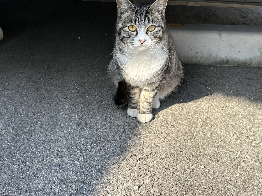 ご支援に励まされて…こさつとこじろーも春を感じています