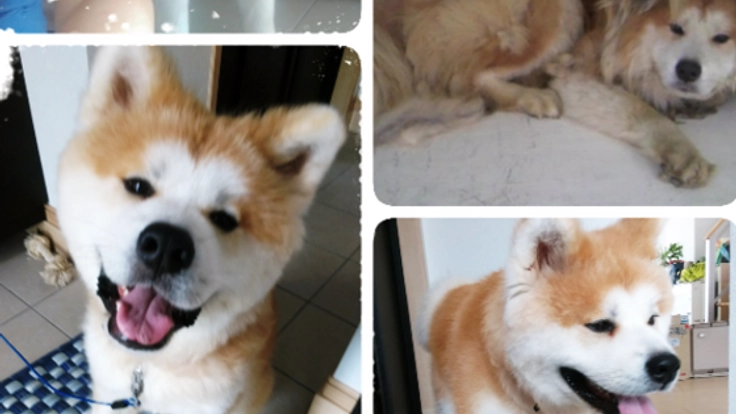 保護犬が住む犬舎の補修と片目を失った猫ちゃんの治療を続けたい