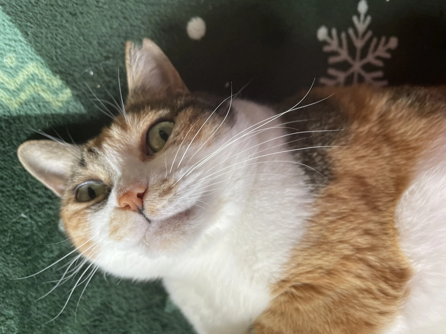 ありがとうございますー！