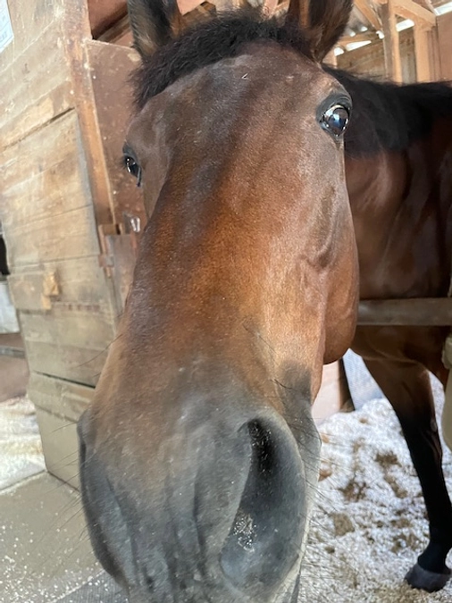 関西での活動開始！リョーノテソーロを引き受けます