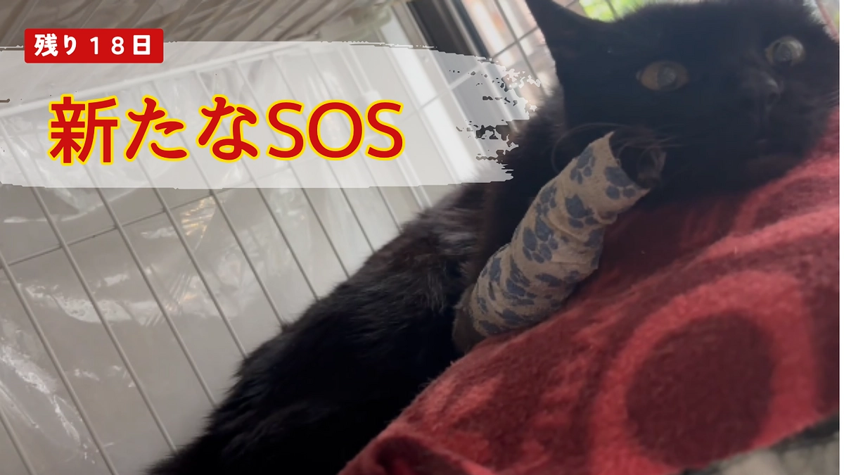 新たなSOS・・・ハンデを乗り越えて見つける幸せ