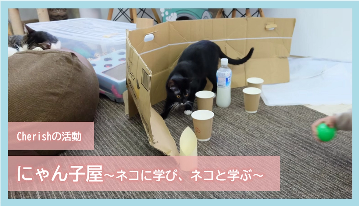 Cherishの活動｜にゃん子屋～ネコに学び、ネコと学ぶ～
