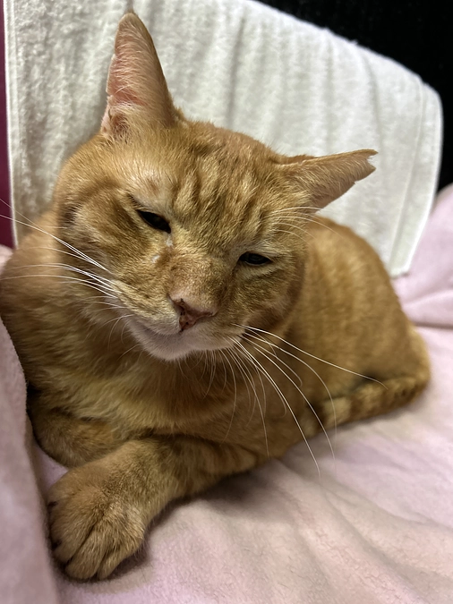 成立しました！