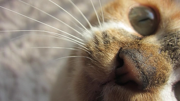 高齢猫達の家を移転に皆様のお力をお貸しください のトップ画像