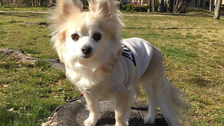 遠赤外線ドッグウェアで日本全国のシニア犬を元気にしたい！