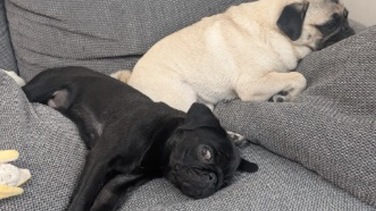 【大切な報告】ゆっけの手術日が決まりました!