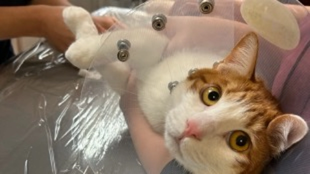 3回目の血液検査の結果