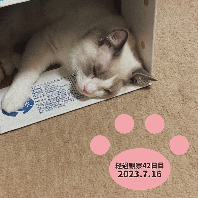 経過観察42日目(2023.7.16)