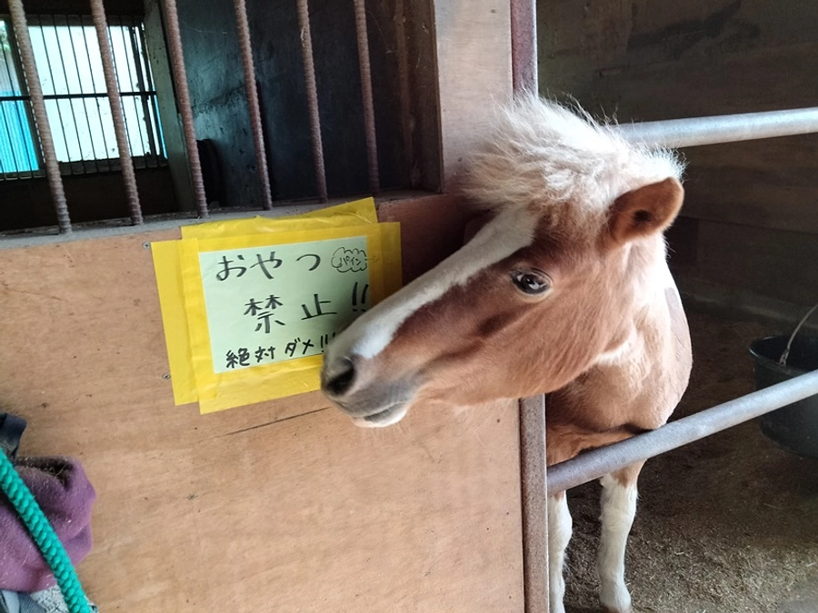 【大切なお話】なぜ牧柵の修繕が必要なのか②