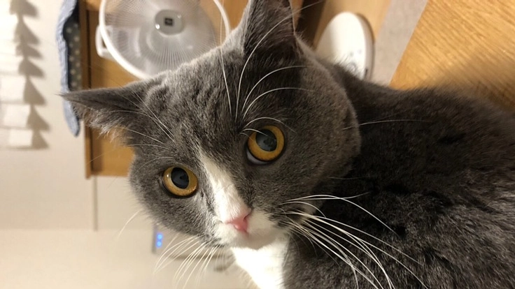 1歳のリンパ腫の猫を助けて下さい