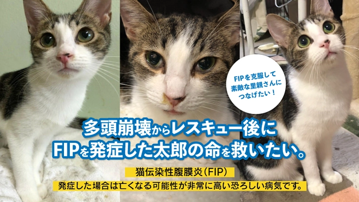 多頭飼育崩壊からレスキュー後にFIP発症した太郎の命を救いたい!!