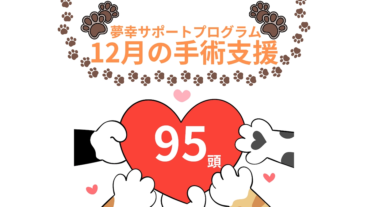 12月も皆様のおかげで95頭の猫ちゃんを手術支援できました！