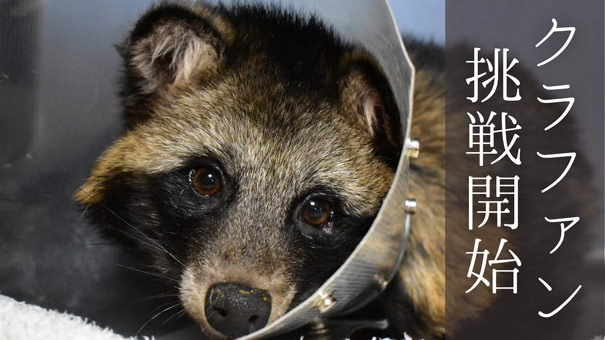 【ご支援のお願い】クラファン挑戦開始！！
