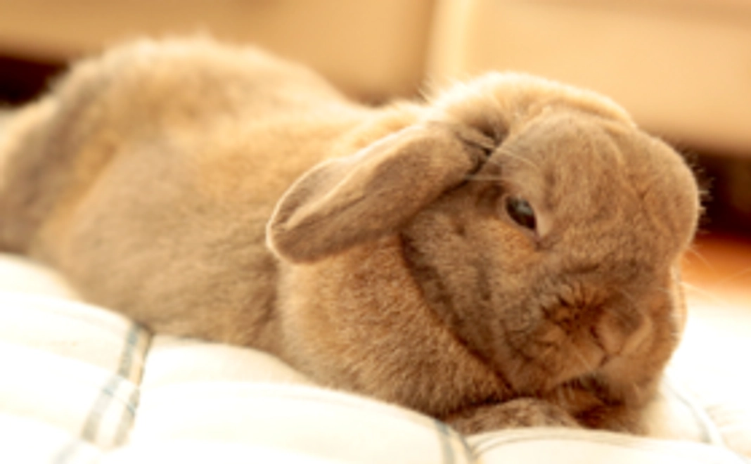 サンクスメール