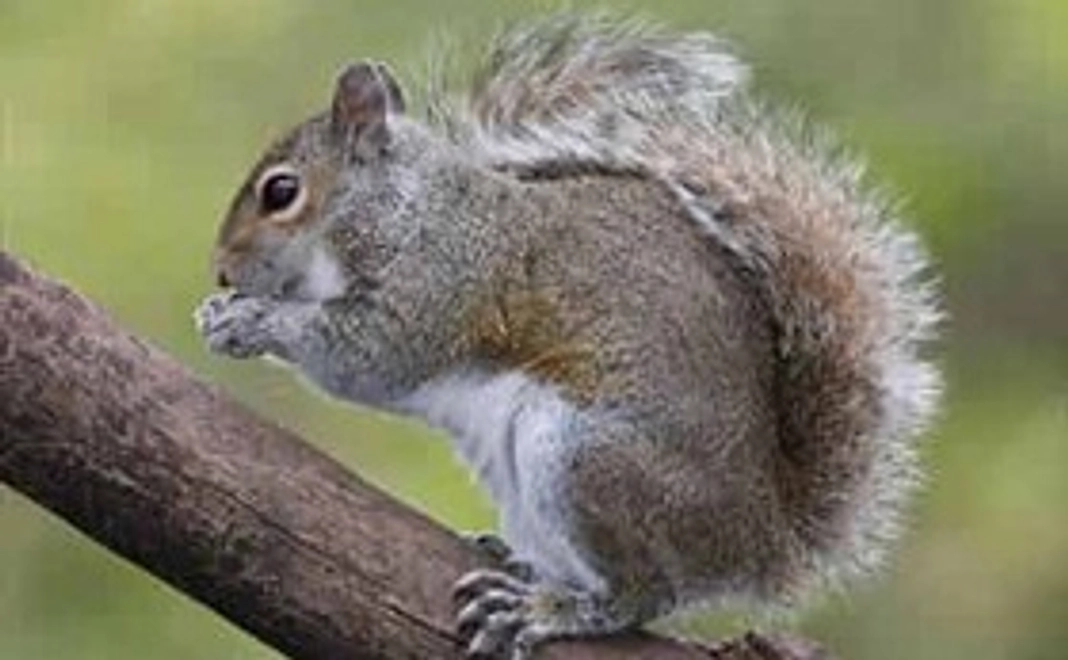 「りすとどんぐり」毎月1,000円 コース