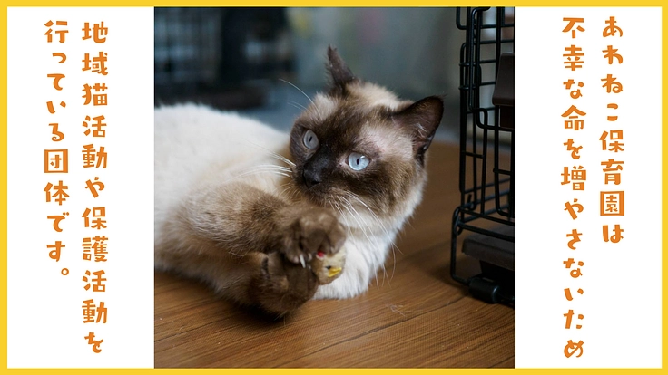 阿波の猫の殺処分ゼロを目指して。念願の開放型シェルター実現へ！ 2枚目