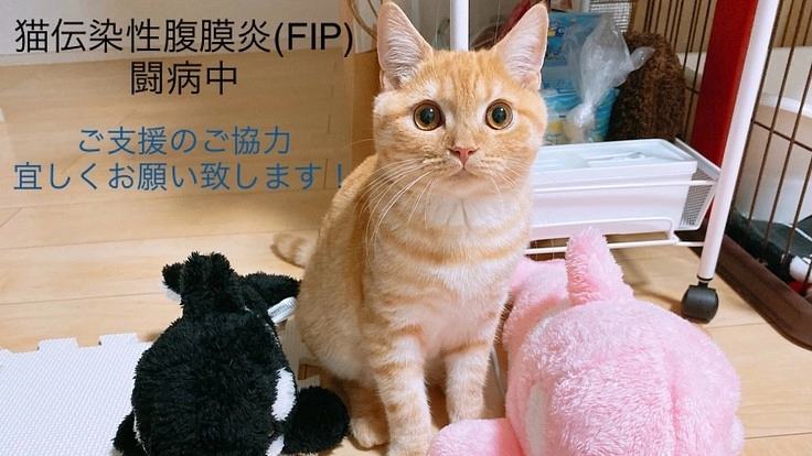 チャオくん【猫伝染性腹膜炎（FIP）】ご支援お願いします。