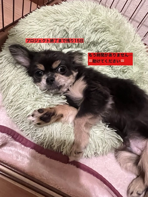 プロジェクト終了まで残り15日　【sos】助けて下さい、時間がもうありません・・・　活動報告9回目