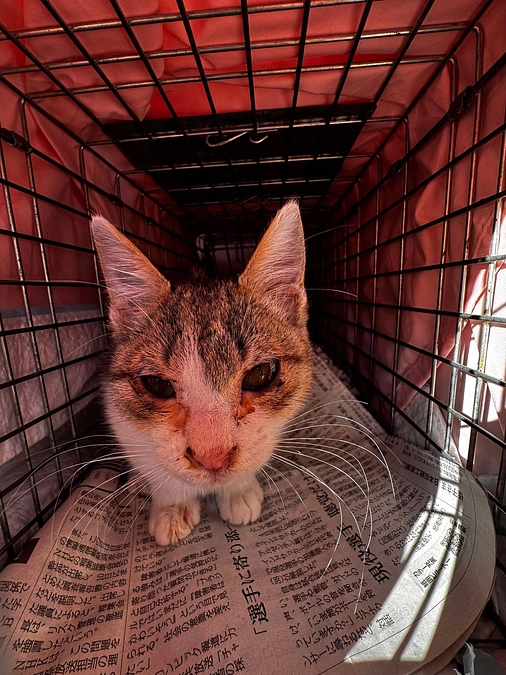 かわいそうだけでは助けられない野良猫さんのこと㉒