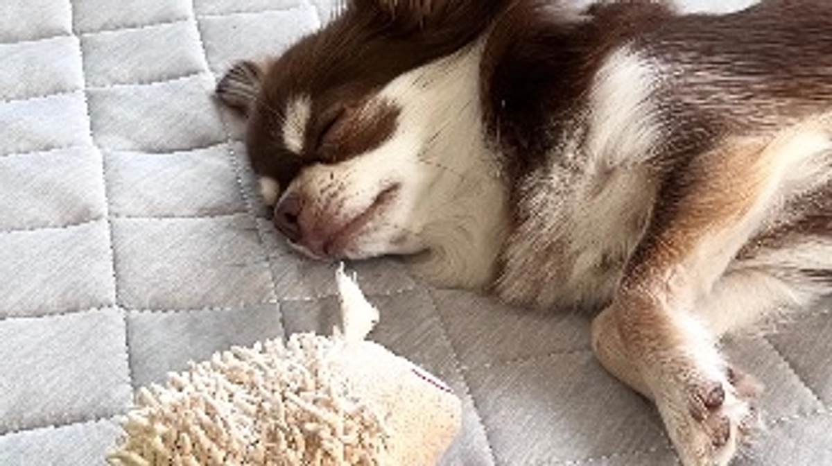 残り31時間となりました！もうひと踏ん張り…ᐡ• ˕ •ᐡ