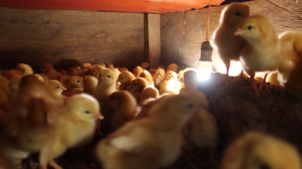 ひよこが到着しました！