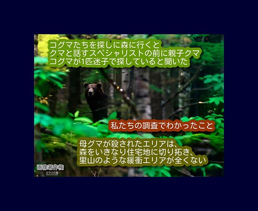 ママを殺されたコグマが彷徨う場所に！