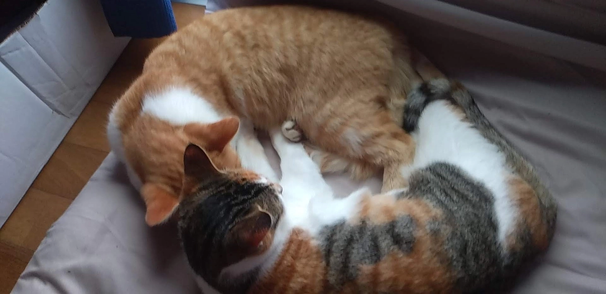 活動報告になります。