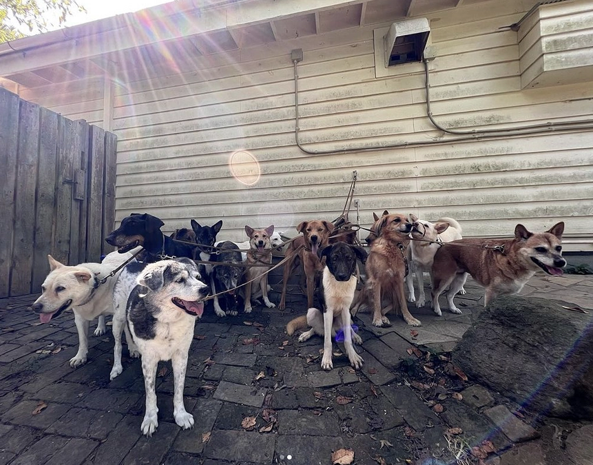 犬といういきものを理解し、犬を犬と見て接してあげることが、犬達に対する最大のリスペクトになります