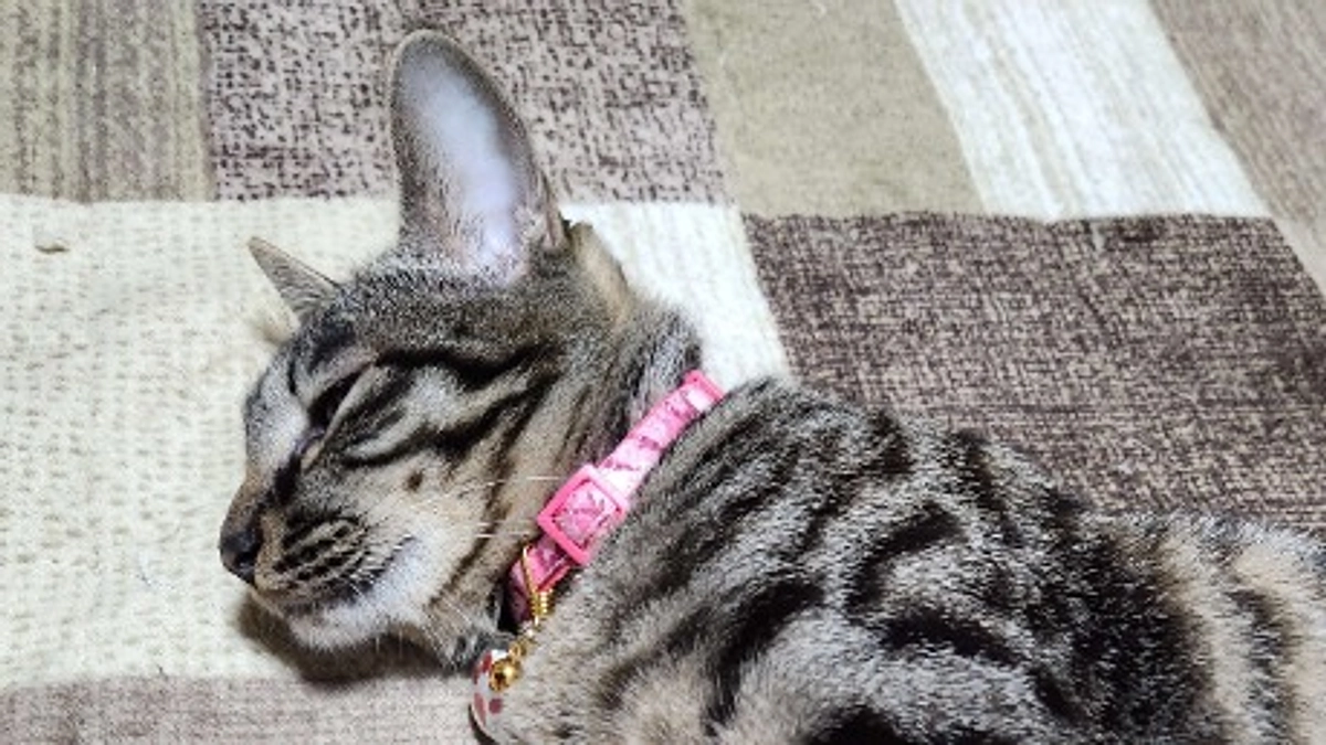 楓日記(10月3日)