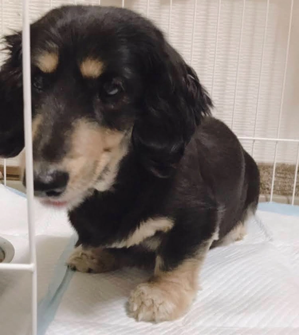 〜プロジェクト参加へのきっかけ〜きっちゃんから始まった保護活動