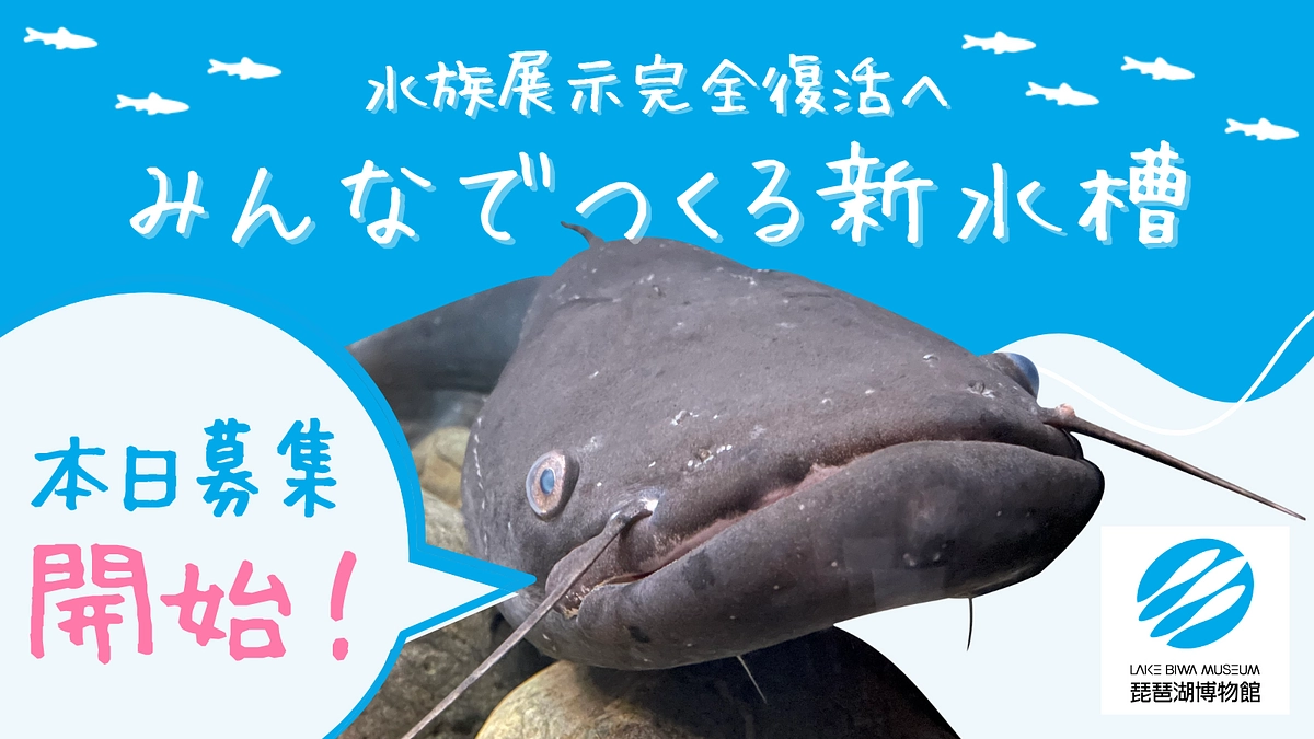 【始動】「新ビワコオオナマズ水槽誕生にご支援を！｜琵琶湖博物館【第２弾】」