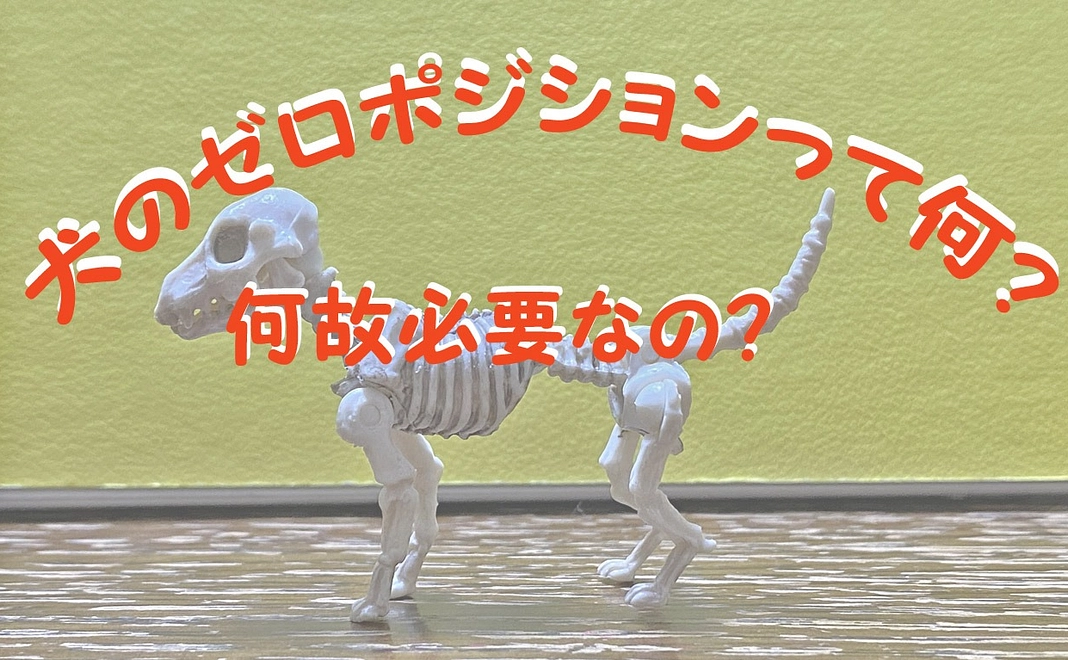 2 動画セミナー 犬のゼロポジションって何?