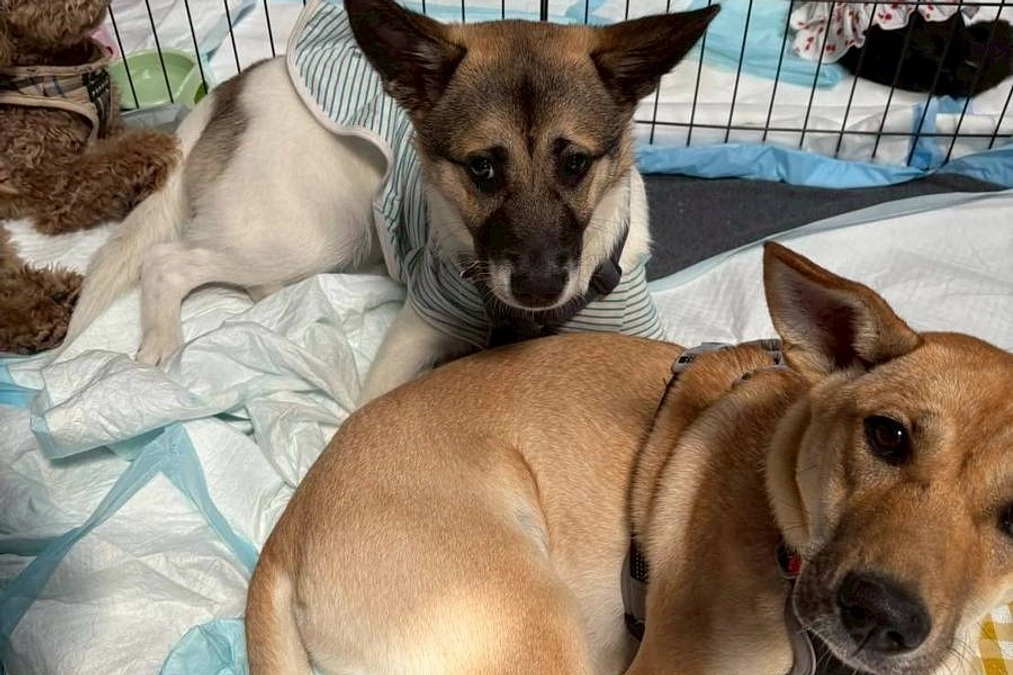 譲渡会を行いました