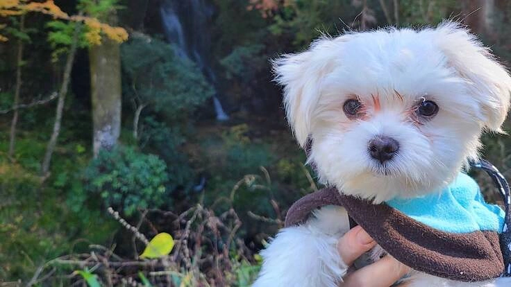 動脈管開存症(PDA)の愛犬そらの手術費用ご支援のお願い