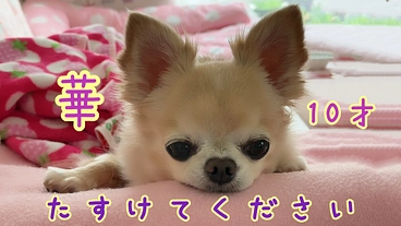 【僧帽弁閉鎖不全症と闘う】ちいさな華の命を、たすけてください のトップ画像