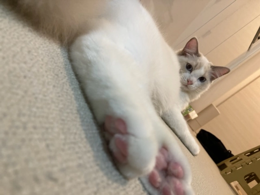 投薬２９日目(2023.4.10)