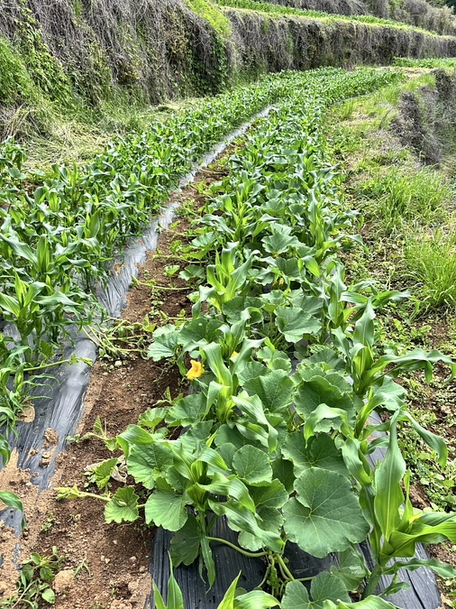 スリーシスターズ、順調に成長中！