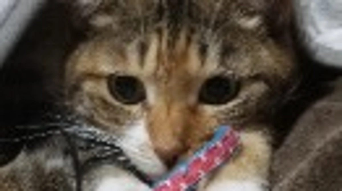 しゃーに会いに行ってきました。