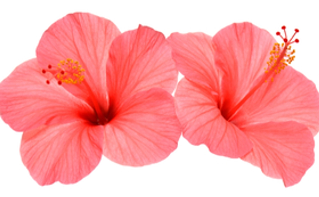 【リターン不要の方向け】感謝のお手紙