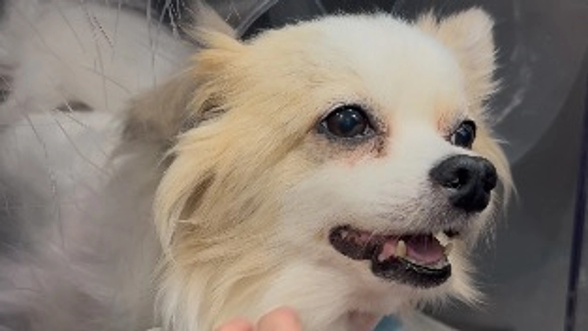 術後8日目(入院延期)