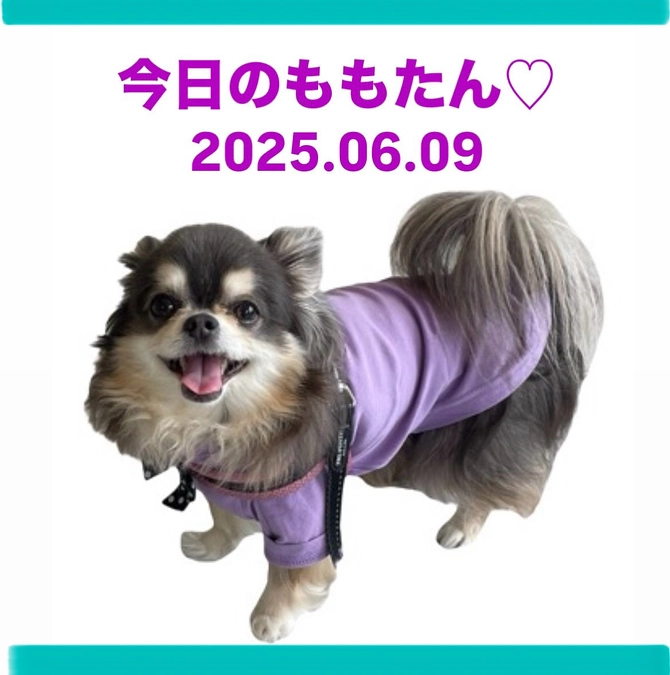 今日のももたん♡2025.06.09