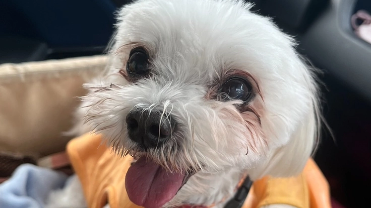 僧帽弁閉鎖不全症の保護犬「のわ」くんの命を助けたい