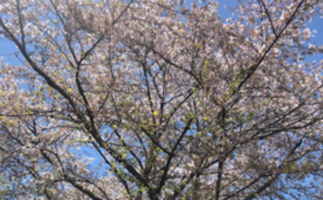 【全力応援】コース