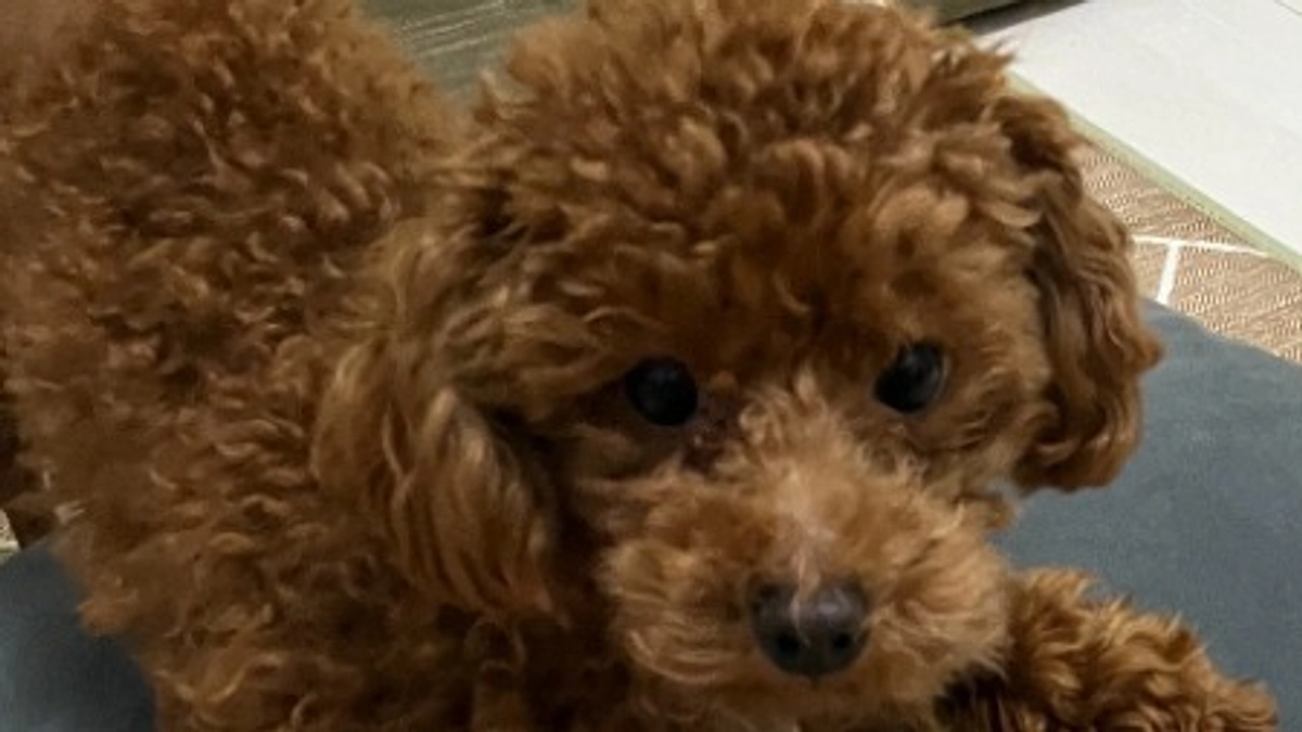 レッグペルテス病について