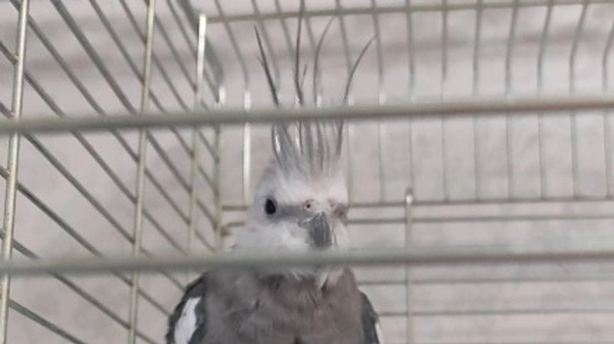 【施設と里親様を待つ鳥さん紹介　その3】