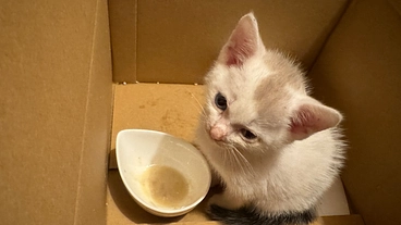 脳挫傷てんかん発作闘病中の仔猫の治療費をご支援お願いいたします！ のトップ画像