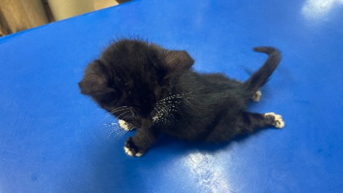 ＬＹＳＴＡ通信　Ｒ７年１０月